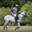 Fifield Polo Club logo