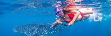 Whale Shark Tour