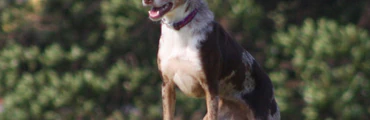 MOORABBIN OBEDIENCE DOG CLUB