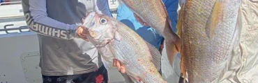 Deep Sea Fishing Co. Sunshine Coast Fishing Charters