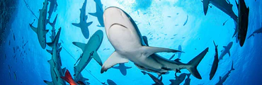 Swimming with Minke Whales on the Great Barrier Reef