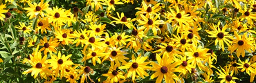 Richmond Hill's Healthy Yards Plant and Garden Sale