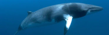 Swim with Minke Whales on the Great Barrier Reef