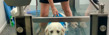 Hydrotherapy & Physiotherapy for Dogs on the Sunshine Coast