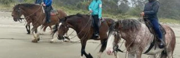 Golden Bay Vaulting Team