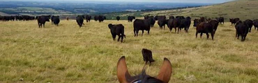The Great Dartmoor Cattle Drives