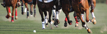 Queensland Polo Association Polo