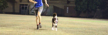 Agility Classes