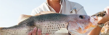 Ocean Dream Charters