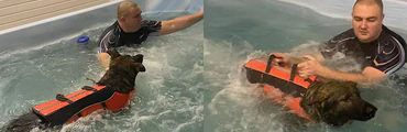 Bankhall K9 Swim Hydrotherapy