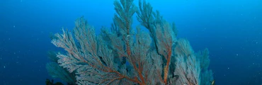 Rottnest Double Dive