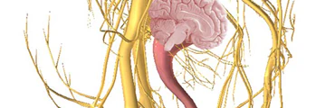 Cerveau abdominal et Cerveau pelvien