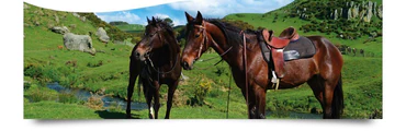 Stone Hill Farm Horse Trekking Adventure