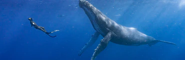 Tonga Whale Trip