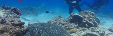 Dive Flinders Reef