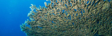 Voyage de plongée en Sardaigne avec le club Entre 2 Eaux