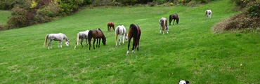 Randonnée liberté dans le Morvan