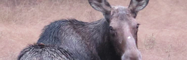 Hunting Season in ZEC Buteux-Bas-Saguenay