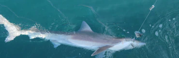 Fishing Trips & Deep Sea Charters in Poole, Dorset