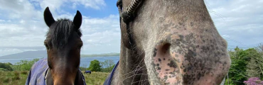 Lunga Riding Stables