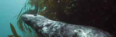 Seal Encounter Dive Trips