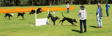 Puppy Classes