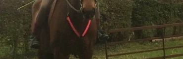 Horse Riding