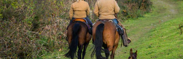Dartmoor Trails Horseback Riding Experience
