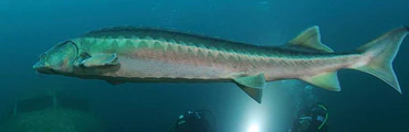 Diving at Capernwray