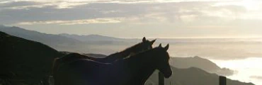 Overnight Horse Treks