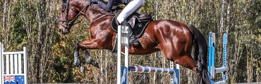 Horse Riding Camps and Clinics