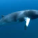 Swim with Minke Whales on the Great Barrier Reef