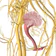 Cerveau abdominal et Cerveau pelvien