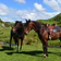 Horse Riding at Stone Hill