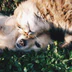 Behaviorist Animal Nantes 44 - Audrey Marquet - Comportementaliste Chat & Chien
