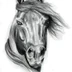 Hockley Equestrian Centre