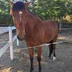 Haras Sables C-H-B