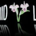 Orchid Lakes