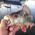 Bretagne Pêche - Guide de Pêche