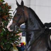 Phillips Performance Horses