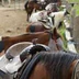 Fallbrook Trail Ranch