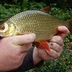 Wimborne and District Angling Club
