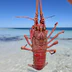 Shark Bay Fishing Charters with Apache Charters