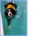 Summerhill Canine Hydrotherapy