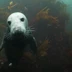 Seal Encounter Dive Trips