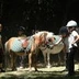 Poney Club Des Jalles