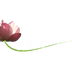 Sahaja Yoga Poitiers