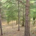 Aude paintball