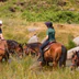 Dartmoor Trails Horseback Riding Experience