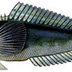Seamist Fishing Charters